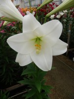 [5146 Bright Tower 16 ST No02.JPG]